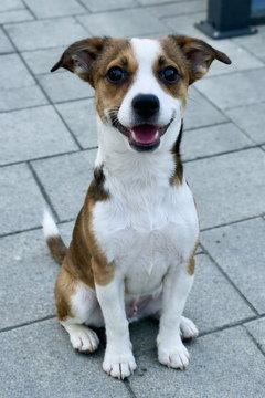 Enlarge Lily D5724, a Adoptable mixed breed in Fremont, CA image 1/2