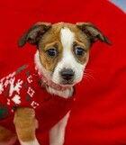 Lily D5724 — thumbnail 2