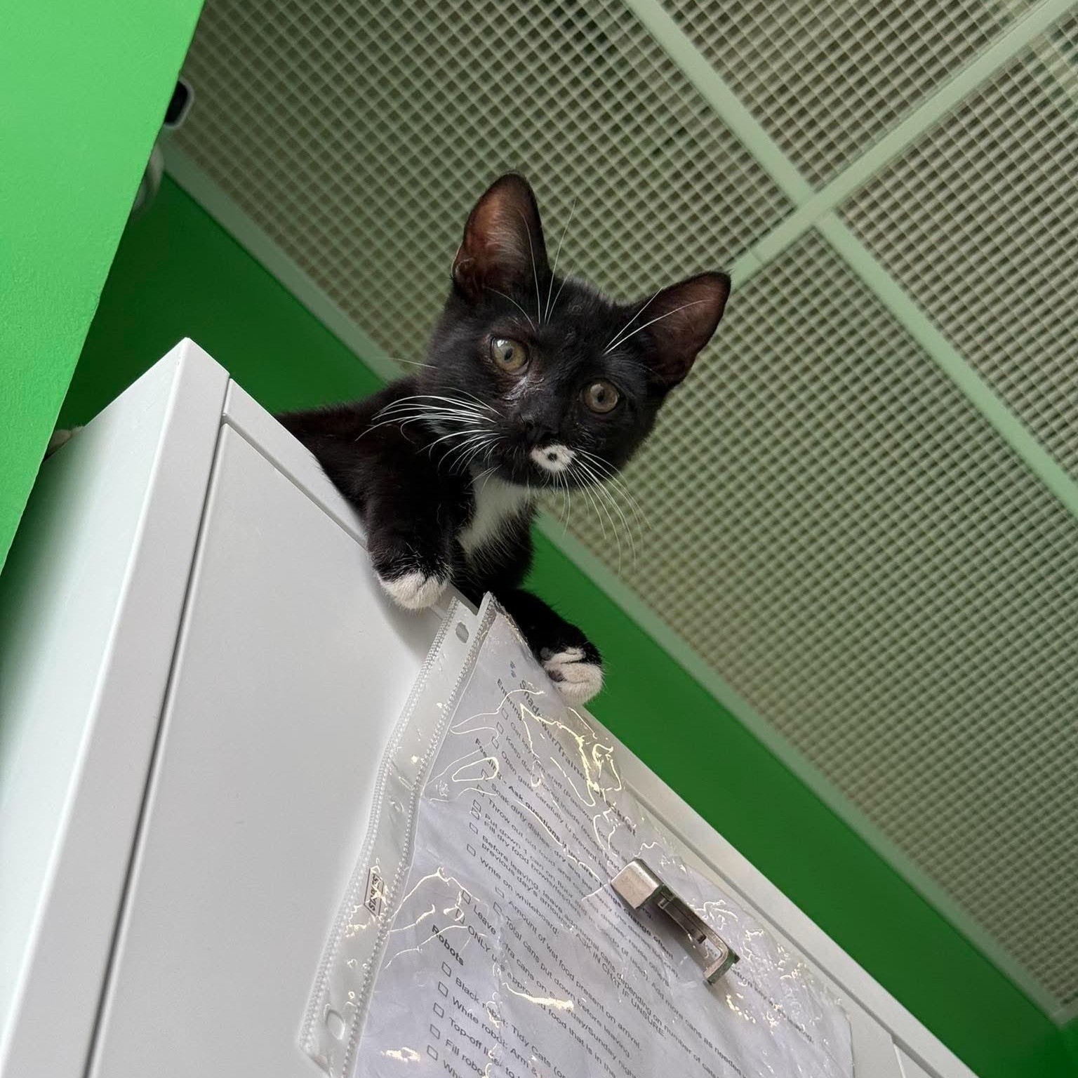 Beans, an adopted Domestic Short Hair in Rochester, NY image 3/5