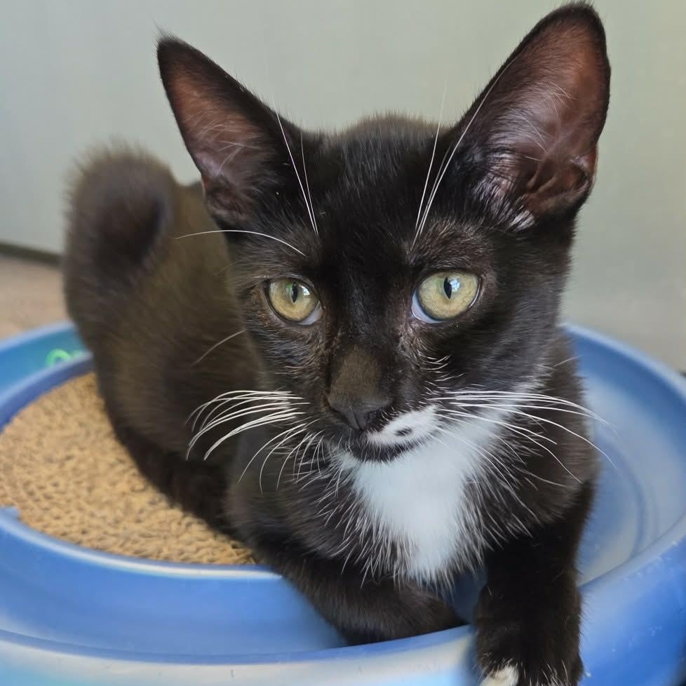 Beans, an adopted Domestic Short Hair in Rochester, NY image 2/5
