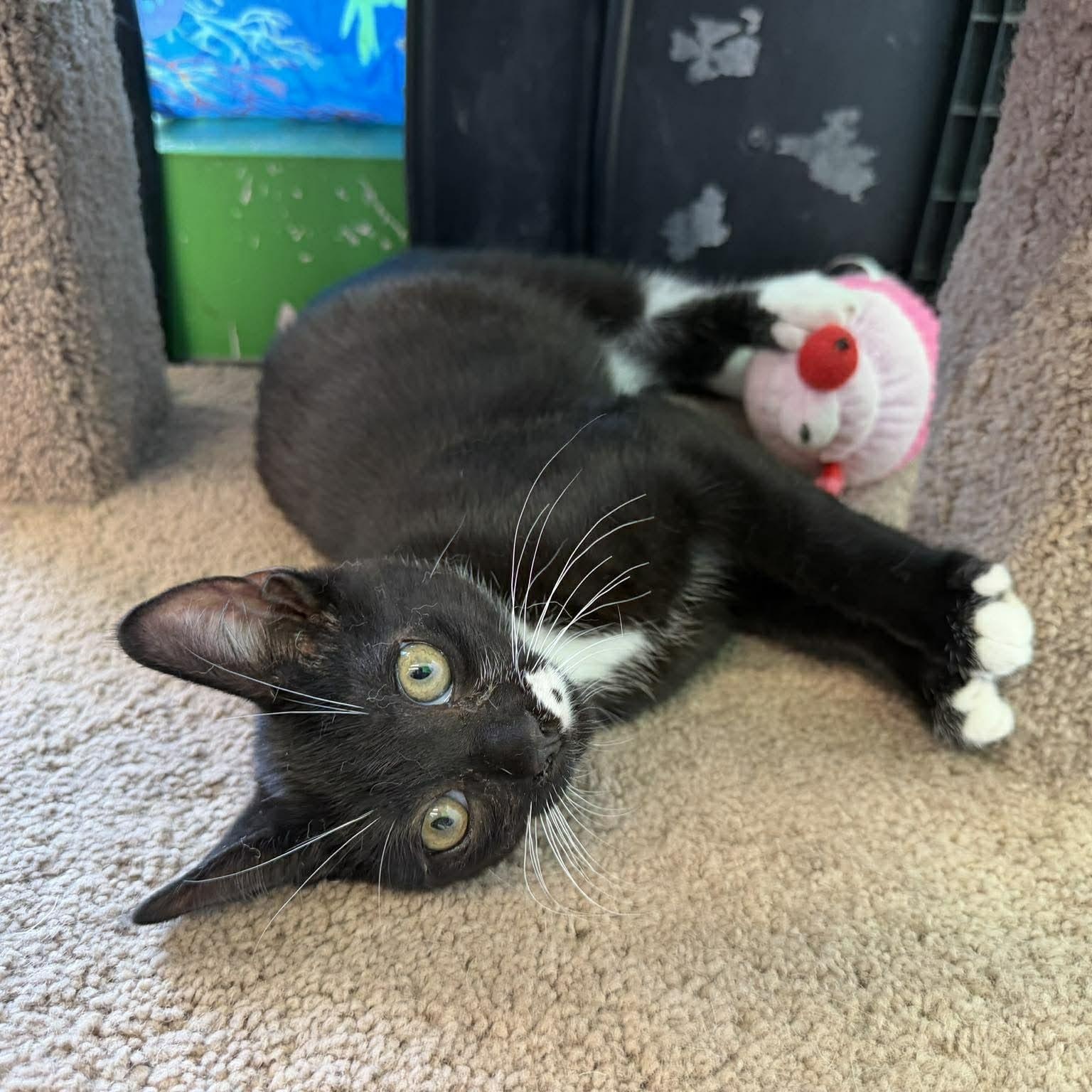 Beans, an adopted Domestic Short Hair in Rochester, NY image 4/5