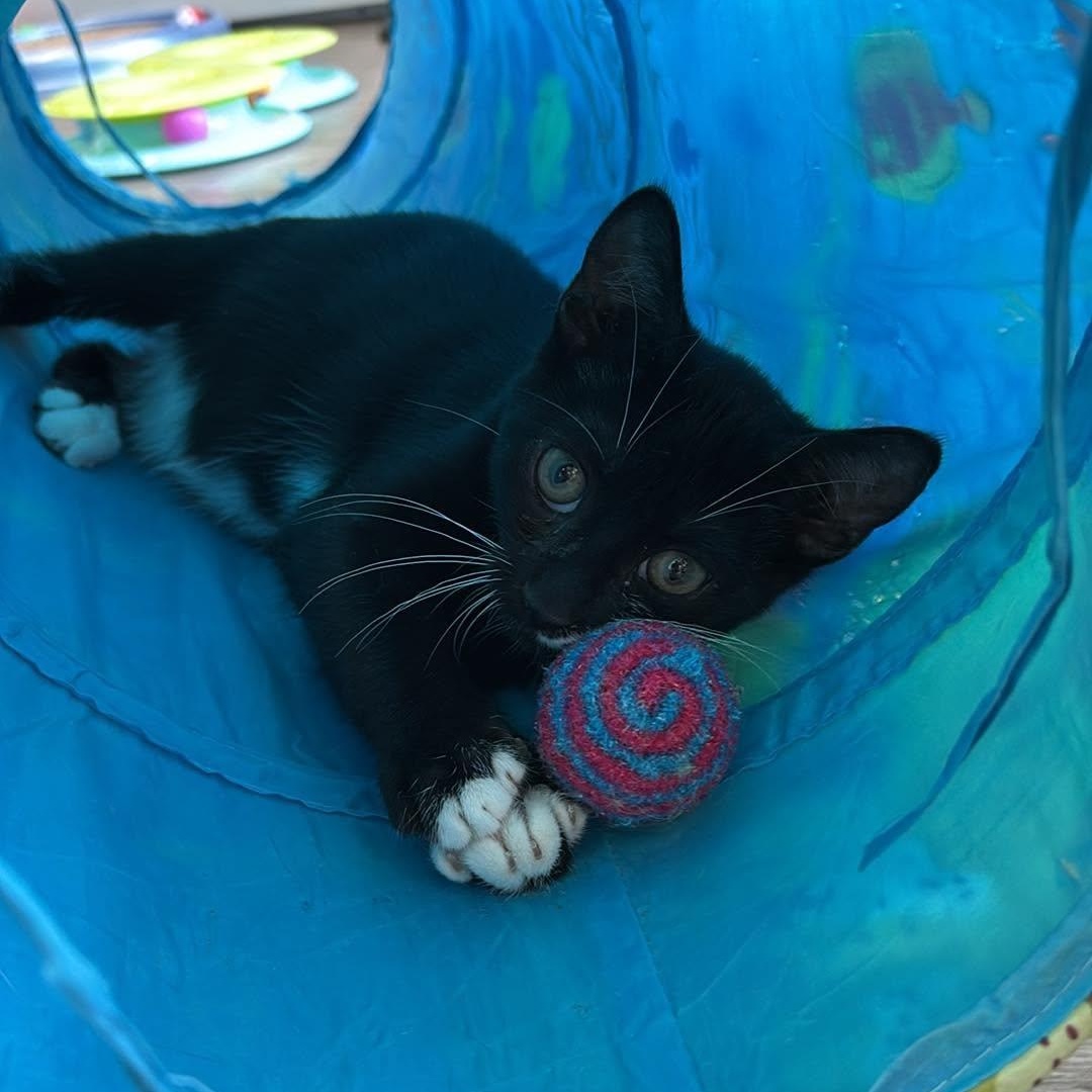 Beans, an adopted Domestic Short Hair in Rochester, NY image 5/5