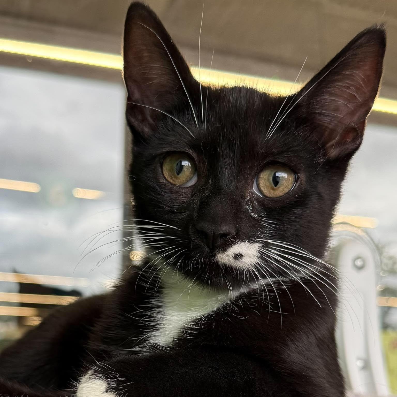 Beans, adopted, Kitten Male Domestic Short Hair.
