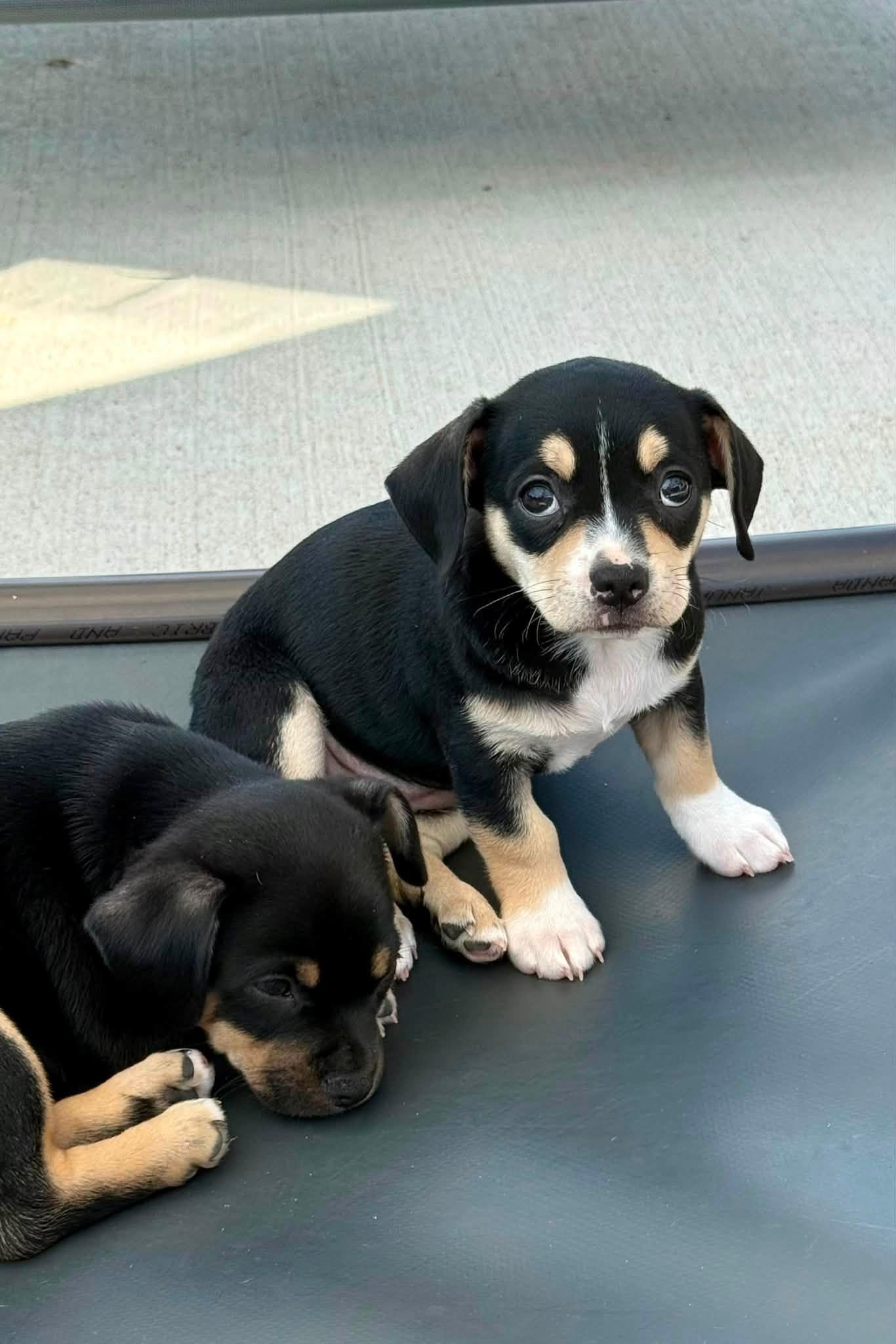 Mary, Adopted, Puppy Female French Bulldog & Chihuahua.