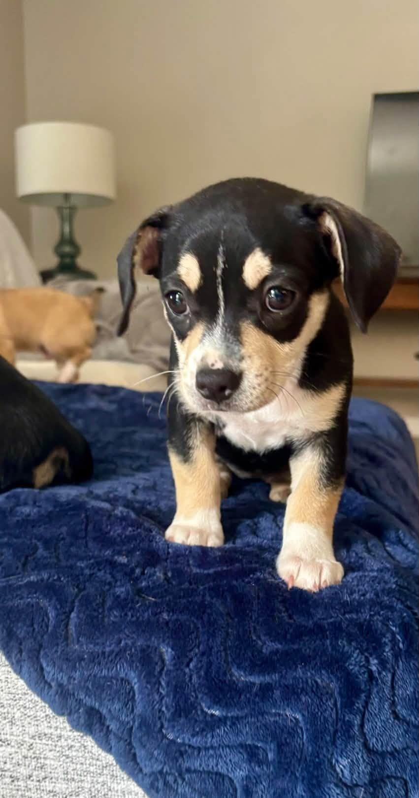 Enlarge Mary, a Adopted mixed breed in Xenia, OH image 2/3