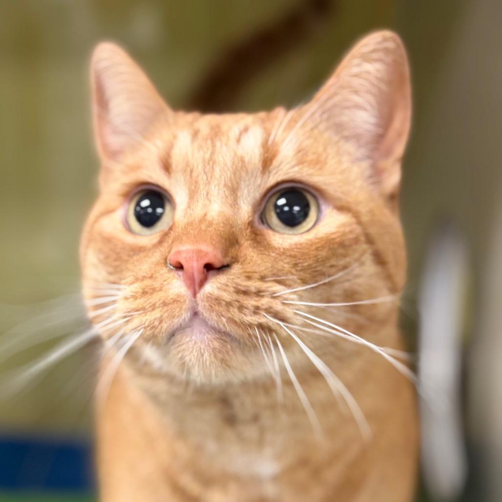 Mac, Adoptable, Senior Male Domestic Short Hair.