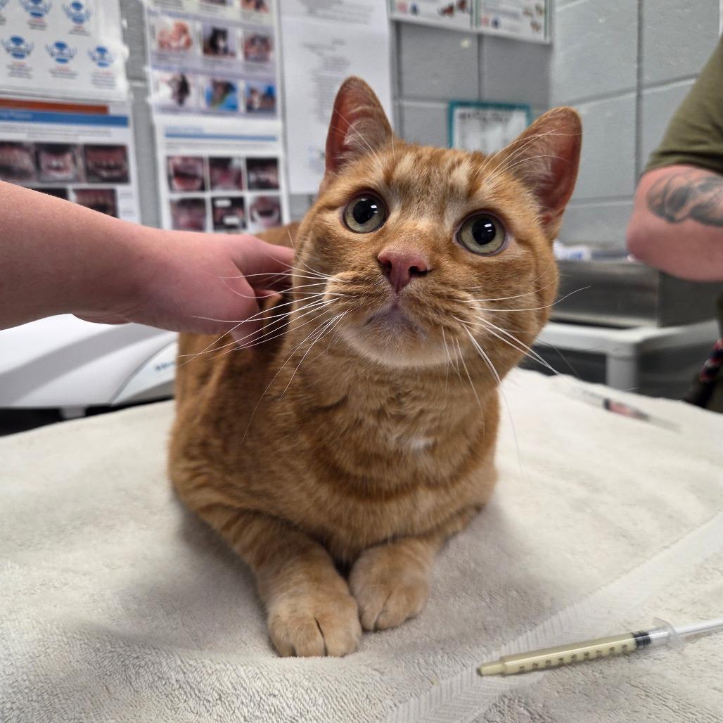 Enlarge Mac, a Adoptable Domestic Short Hair in West Olive, MI image 2/4