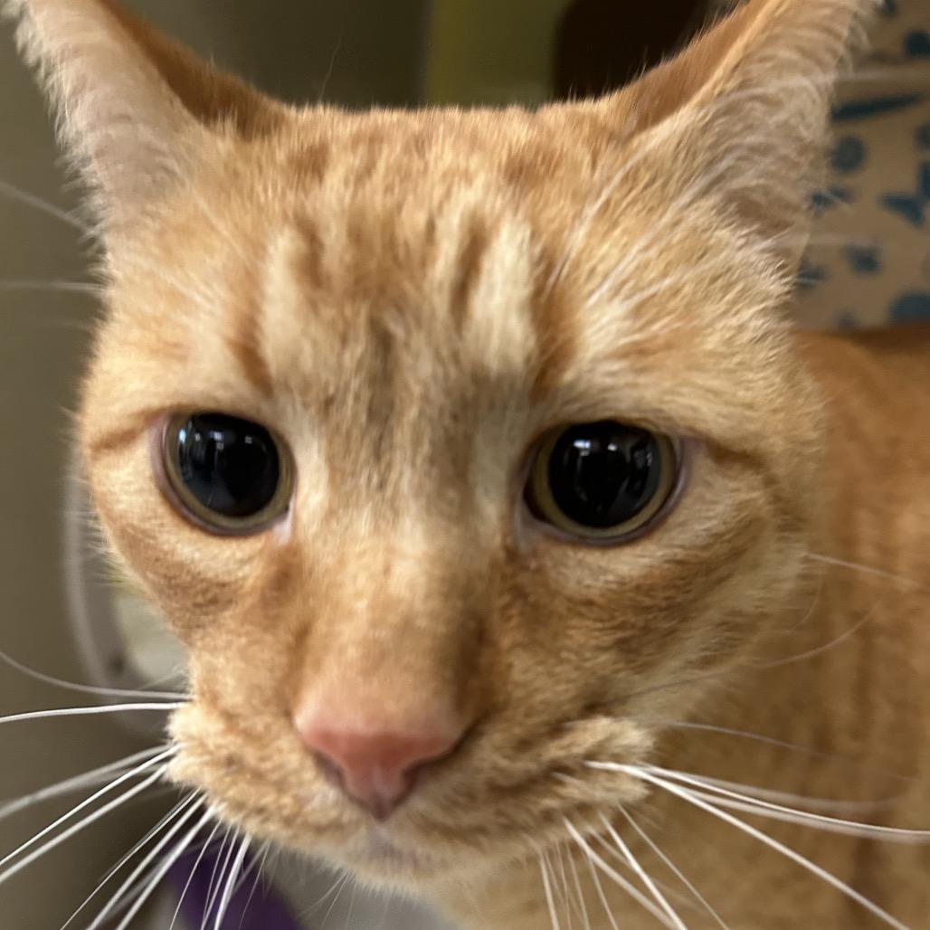 Enlarge Mac, a Adoptable Domestic Short Hair in West Olive, MI image 3/4