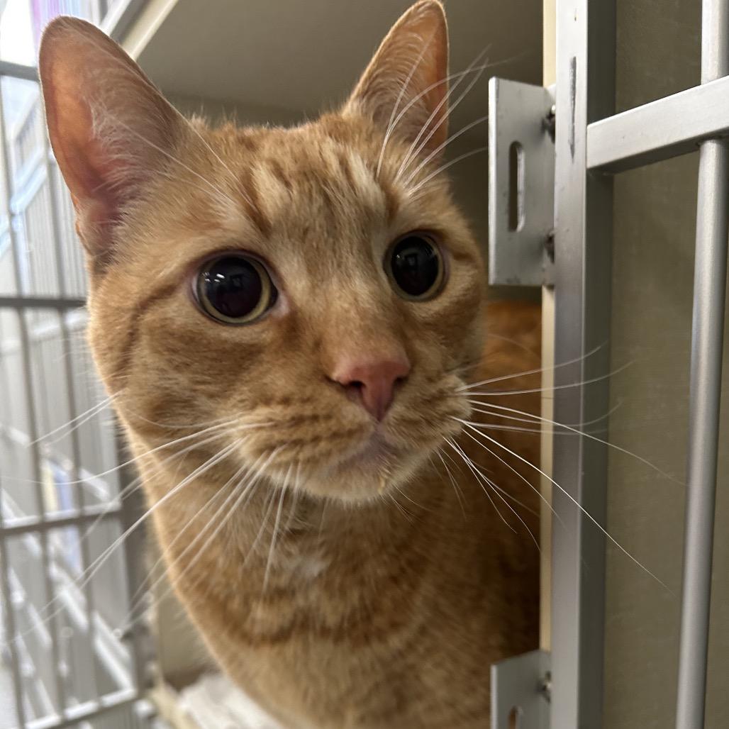 Enlarge Mac, a Adoptable Domestic Short Hair in West Olive, MI image 4/4