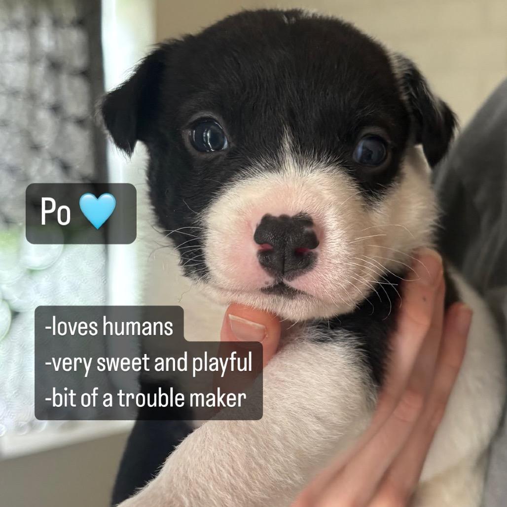 Po, Adoptable, Young Male Black Labrador Retriever & Border Collie.