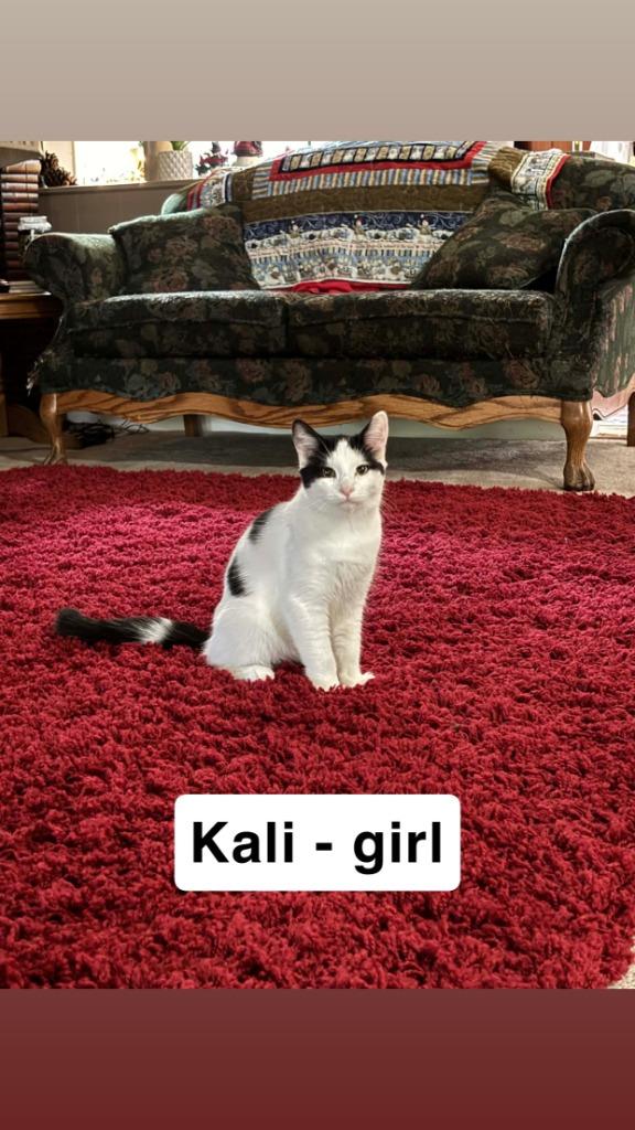 Kali, Adoptable, Young Female Domestic Short Hair.