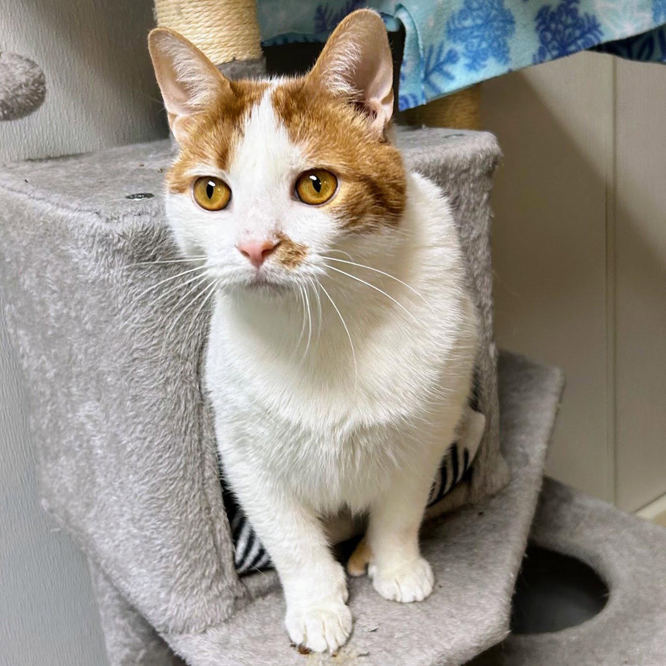 Enlarge Loki 2026, a Adoptable mixed breed in Norwood, OH image 1/3