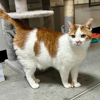 Enlarge Loki 2026, a Adoptable mixed breed in Norwood, OH image 3/3