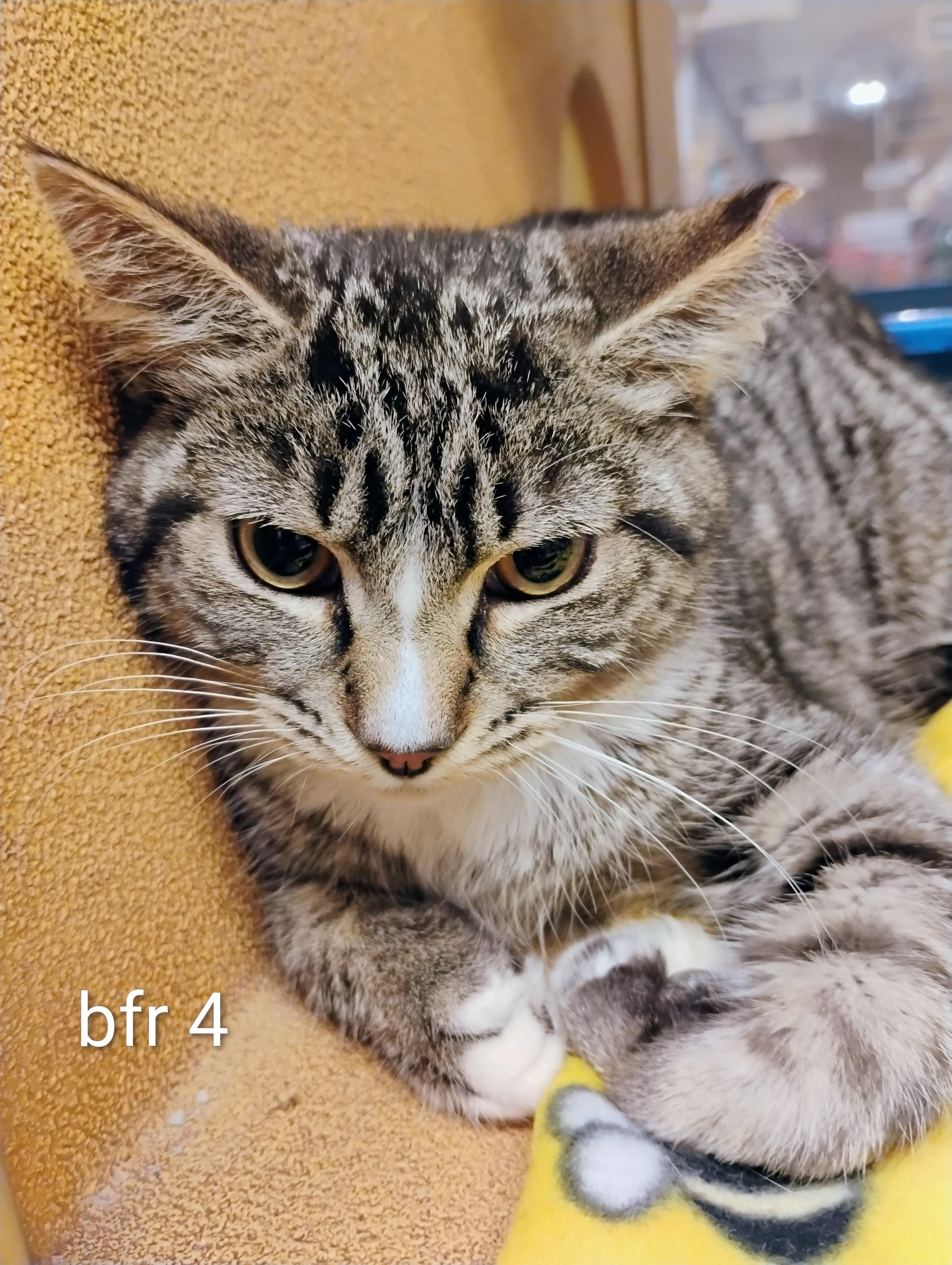 Bugatti (bfr4), ADOPTABLE, Young Male Domestic Short Hair.