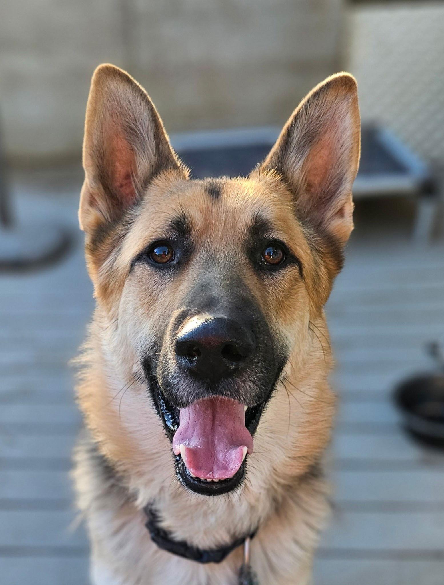 Gunner, a Adoptable German Shepherd Dog in Lakewood, CO image 1/3