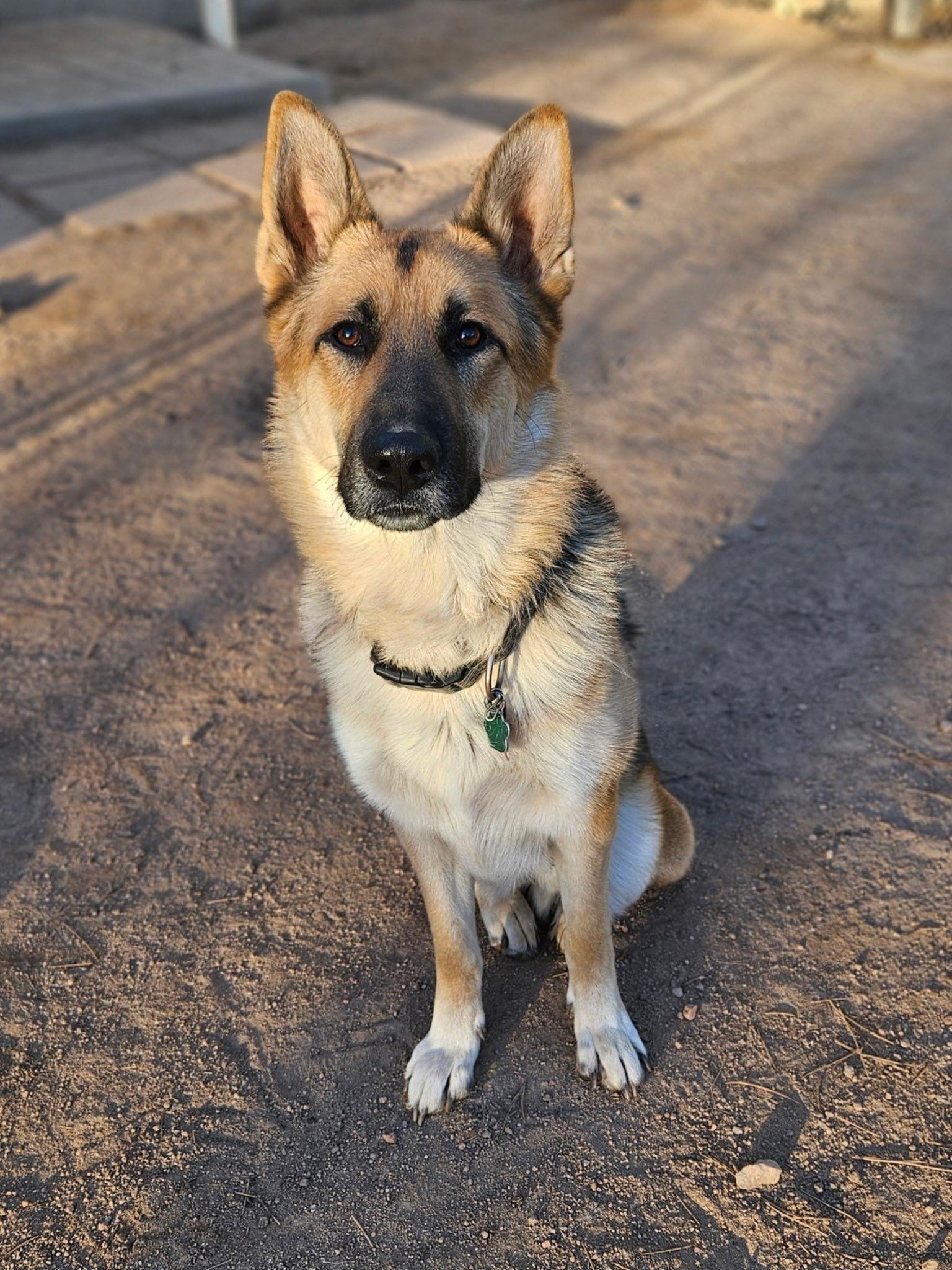 Gunner, a Adoptable German Shepherd Dog in Lakewood, CO image 2/3