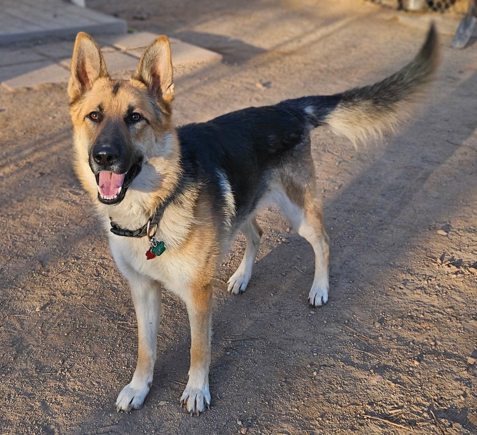 Gunner, a Adoptable German Shepherd Dog in Lakewood, CO image 3/3