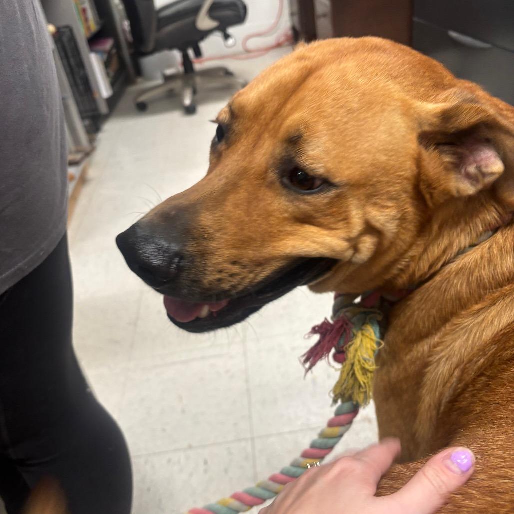 Enlarge Bubba 20D26, a Adoptable Mixed Breed in Napoleon, OH image 1/6