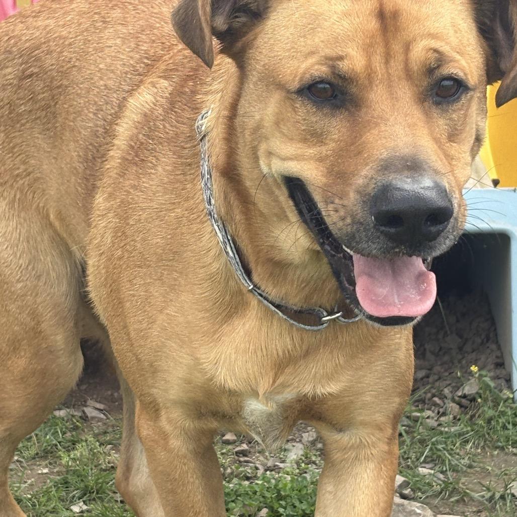Enlarge Bubba 20D26, a Adoptable Mixed Breed in Napoleon, OH image 2/6