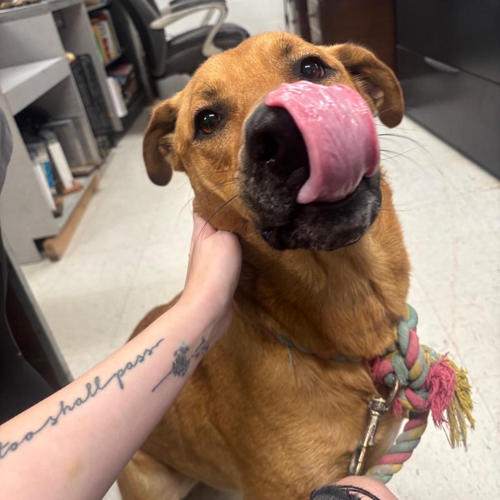 Enlarge Bubba 20D26, a Adoptable Mixed Breed in Napoleon, OH image 3/6