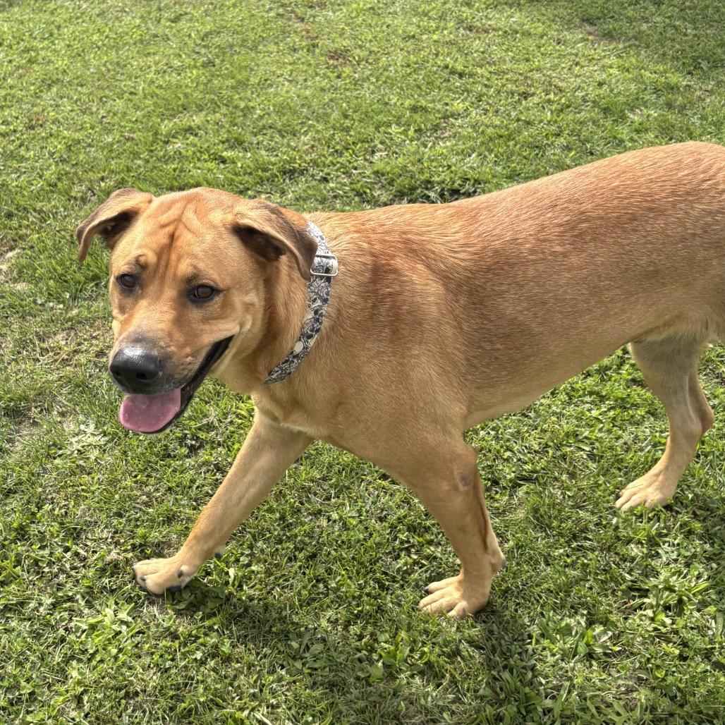 Enlarge Bubba 20D26, a Adoptable Mixed Breed in Napoleon, OH image 4/6