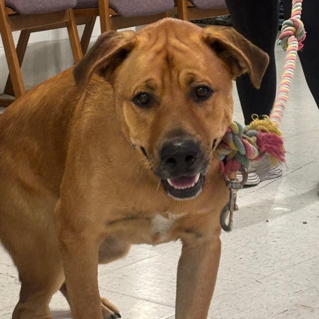 Enlarge Bubba 20D26, a Adoptable Mixed Breed in Napoleon, OH image 5/6