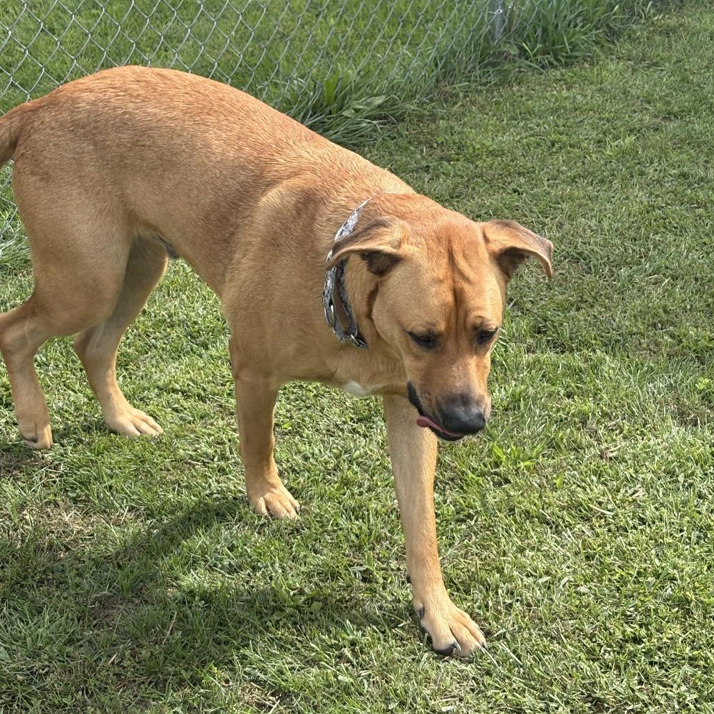 Enlarge Bubba 20D26, a Adoptable Mixed Breed in Napoleon, OH image 6/6