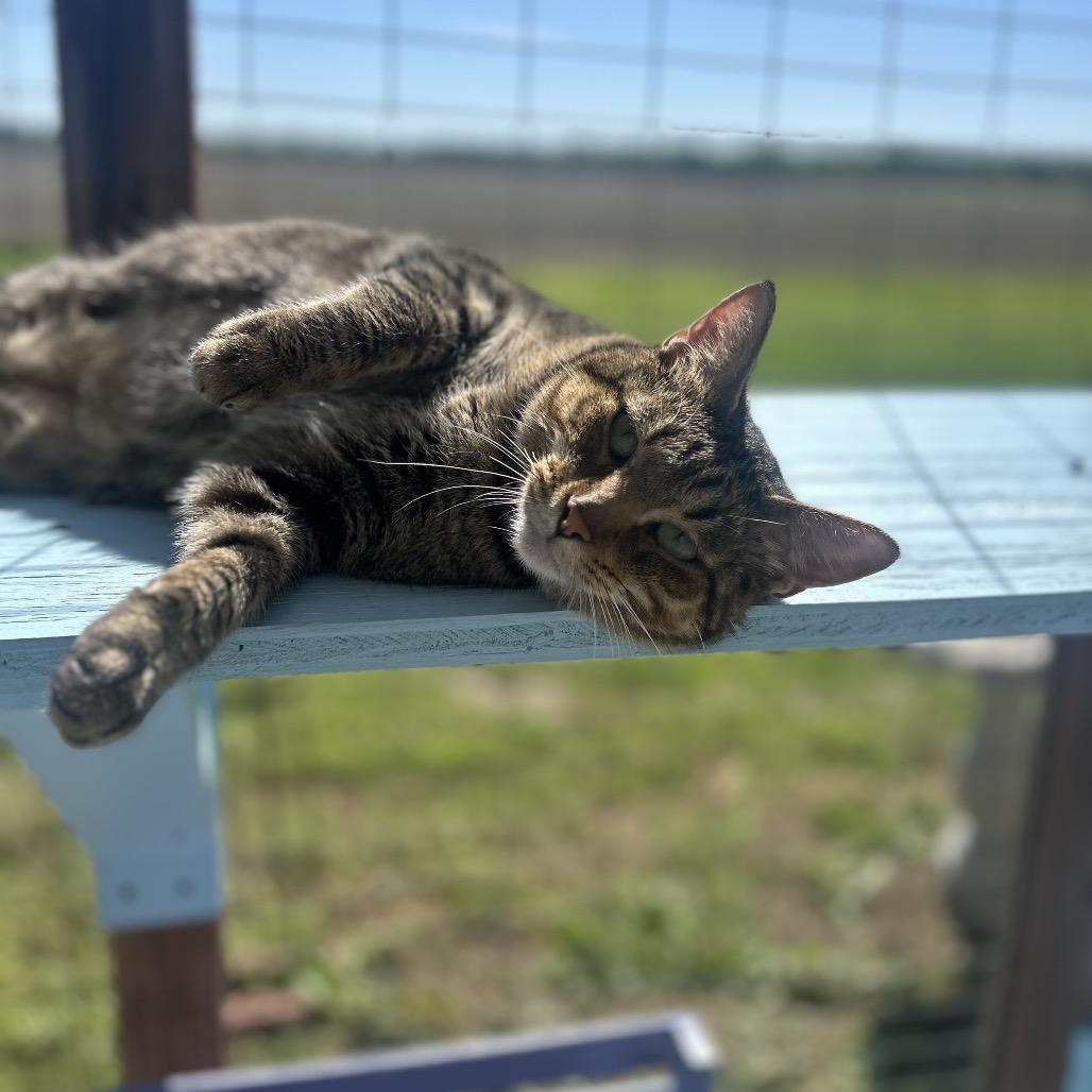 Turtle FKA Charlotte, Adoptable, Adult Female Domestic Short Hair.