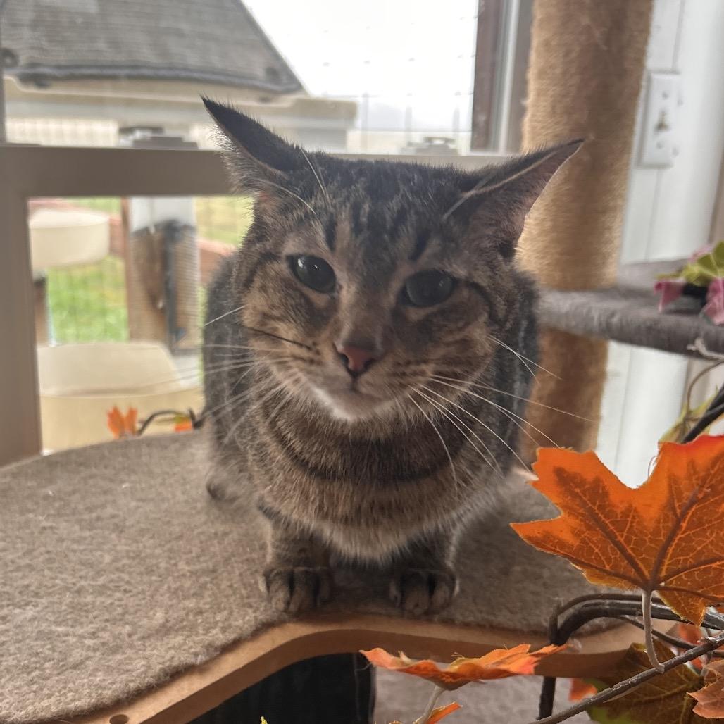 Turtle FKA Charlotte, a Adoptable Domestic Short Hair in Troy, IL image 2/4