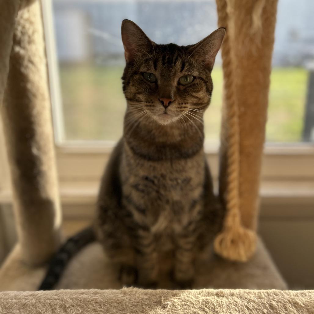 Turtle FKA Charlotte, a Adoptable Domestic Short Hair in Troy, IL image 3/4