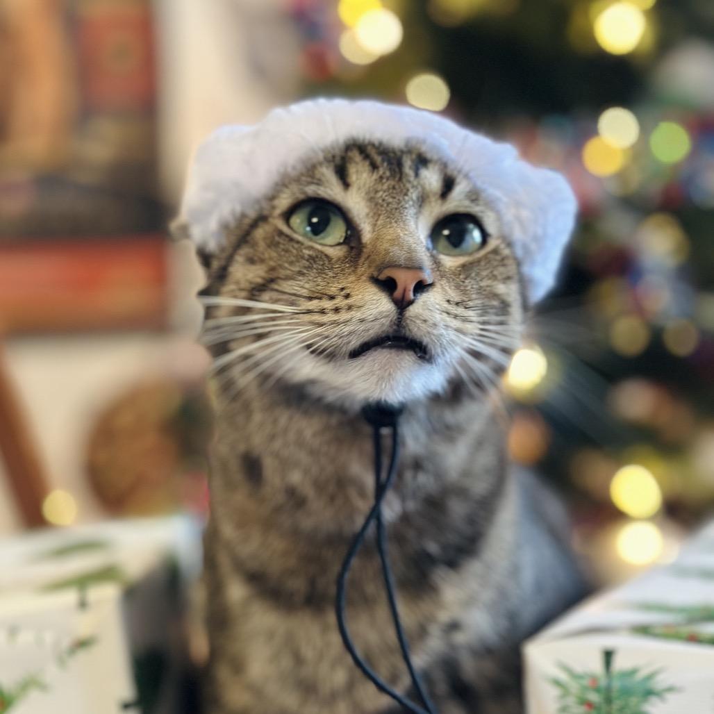 Turtle FKA Charlotte, a Adoptable Domestic Short Hair in Troy, IL image 4/4