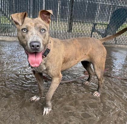 Crumble, a Adoptable mixed breed in Savannah, GA image 1/2