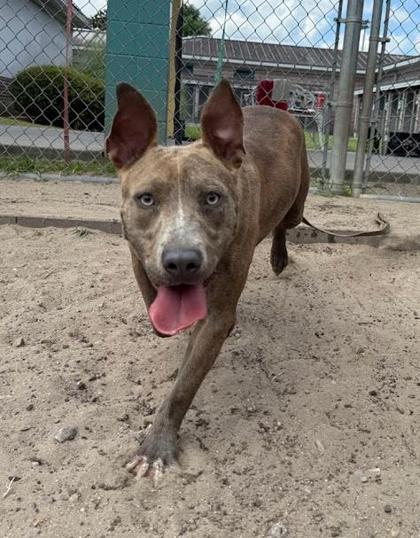Crumble, a Adoptable mixed breed in Savannah, GA image 2/2
