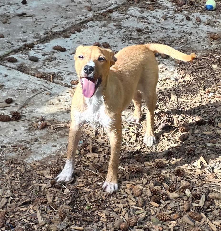 Dewey, Adoptable, Puppy Male Beagle & Smooth Fox Terrier.