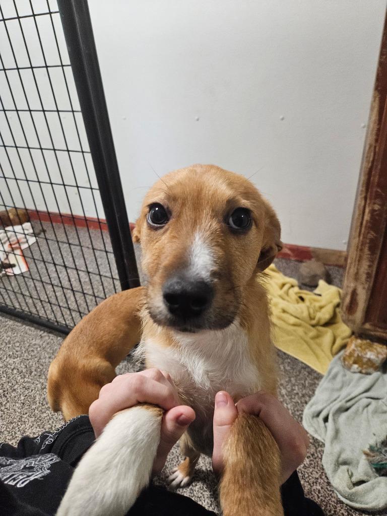 Dewey, Adoptable, Puppy Male Beagle & Smooth Fox Terrier.