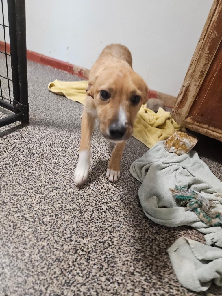 Enlarge Dewey, a Adoptable mixed breed in Thompson Falls, MT image 2/3