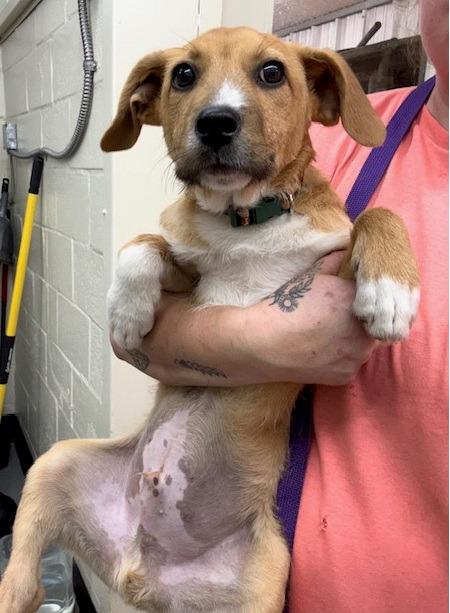 Enlarge Dewey, a Adoptable mixed breed in Thompson Falls, MT image 3/3