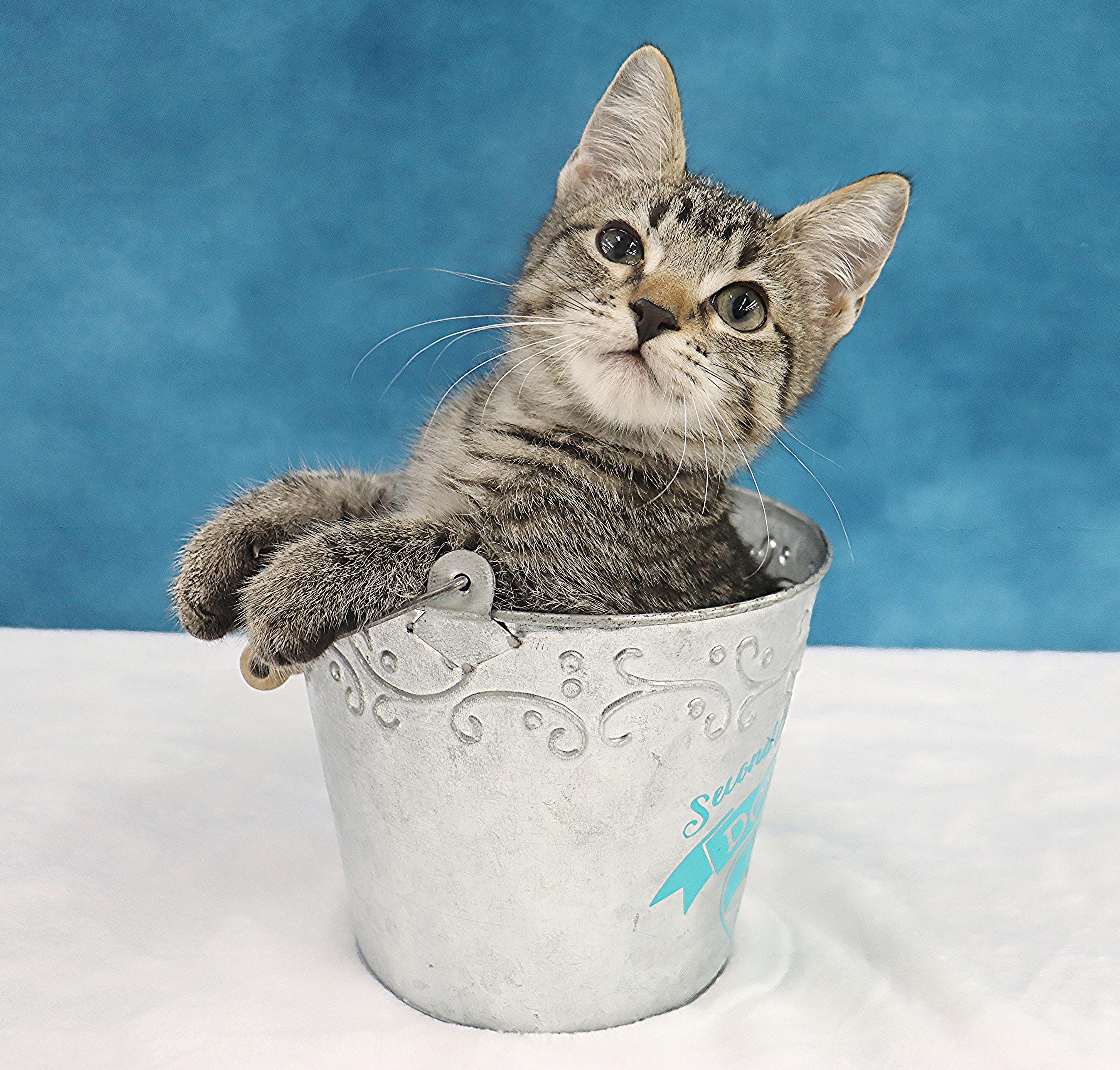 Enlarge Casey - Adorable Manx Baby, a Adopted mixed breed in League City, TX image 5/6
