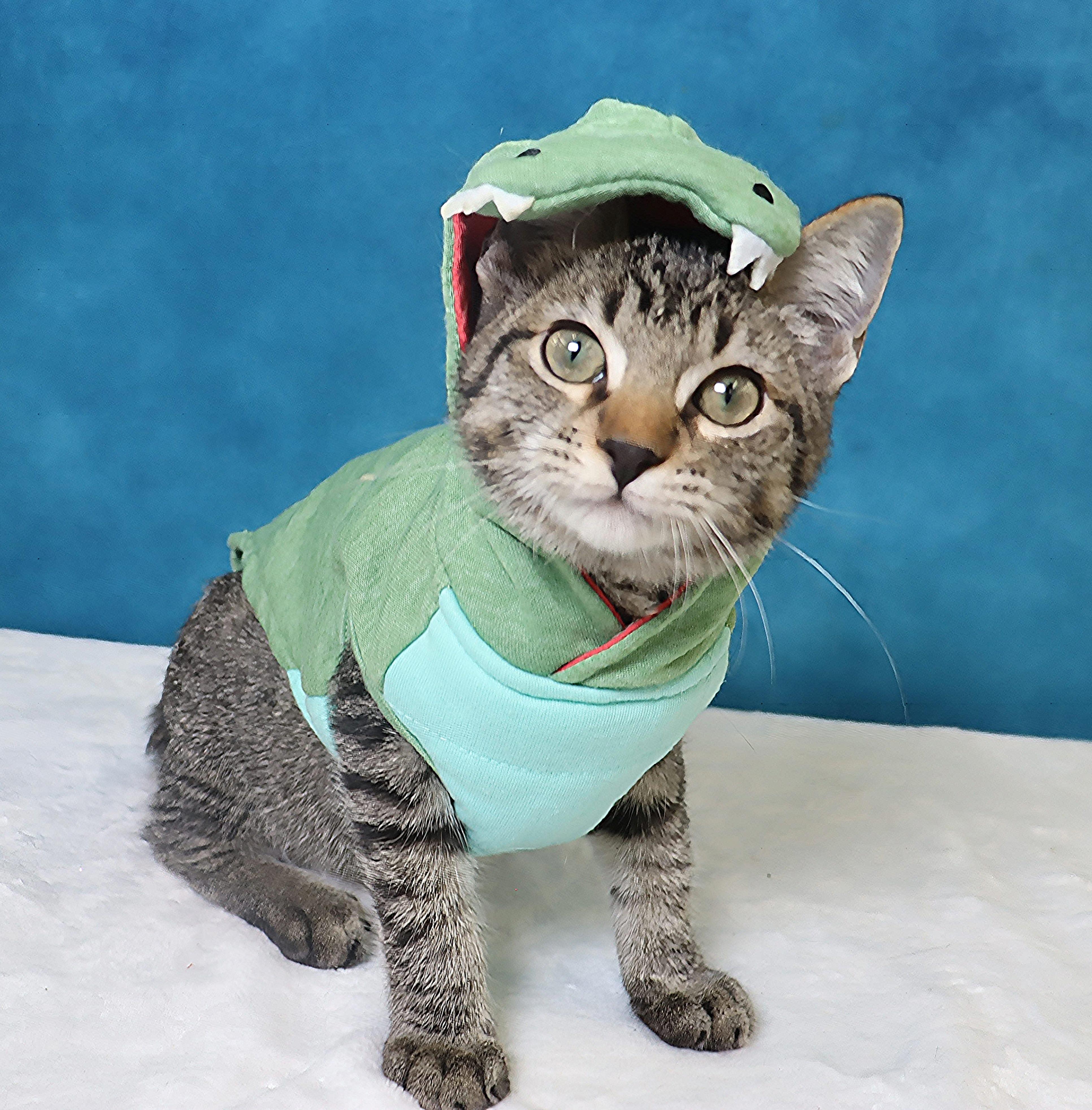 Casey - Adorable Manx Baby, Adopted, Kitten Male Manx & Domestic Short Hair.