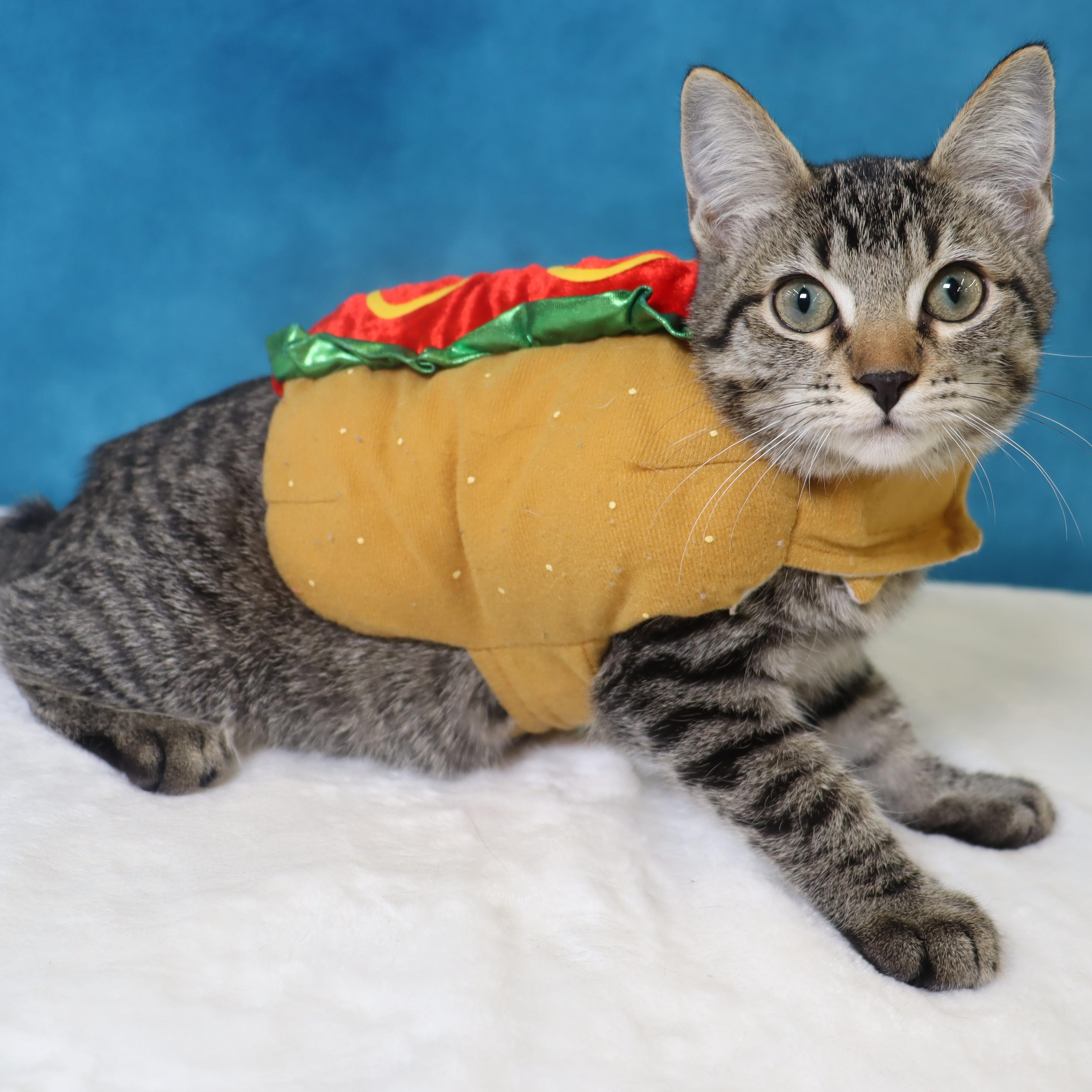 Enlarge Casey - Adorable Manx Baby, a Adopted mixed breed in League City, TX image 3/6