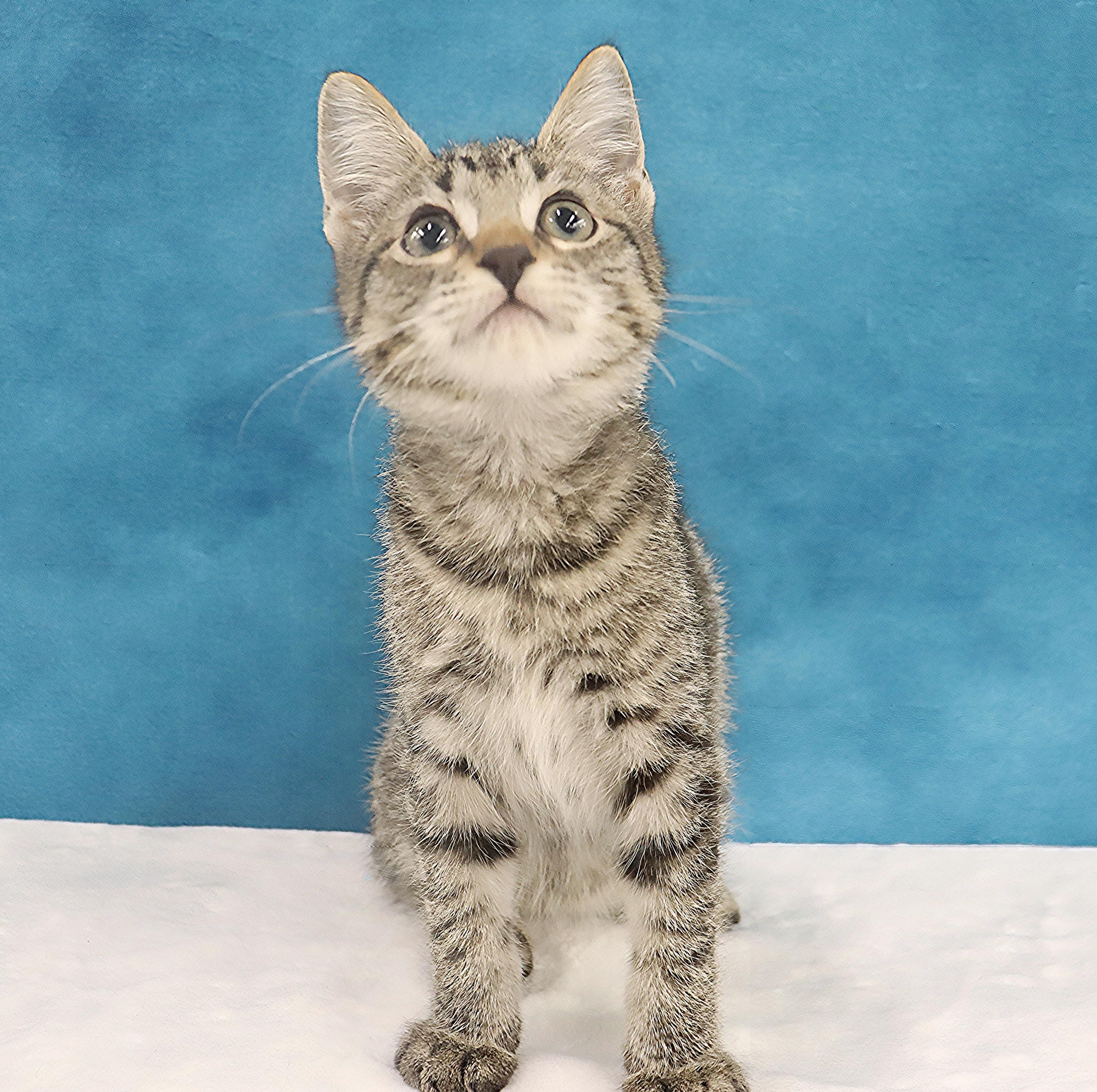 Enlarge Casey - Adorable Manx Baby, a Adopted mixed breed in League City, TX image 4/6