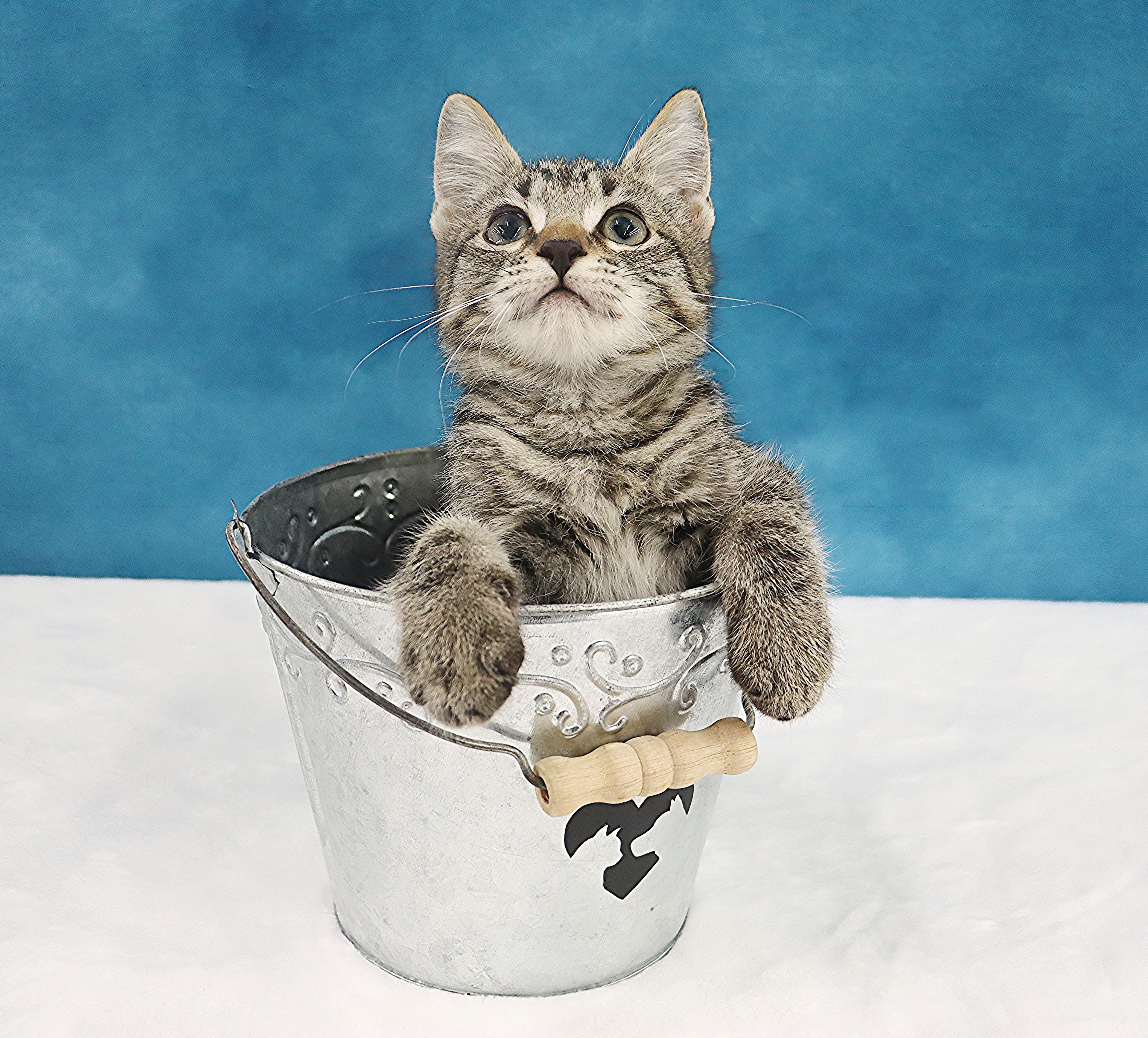 Enlarge Casey - Adorable Manx Baby, a Adopted mixed breed in League City, TX image 6/6