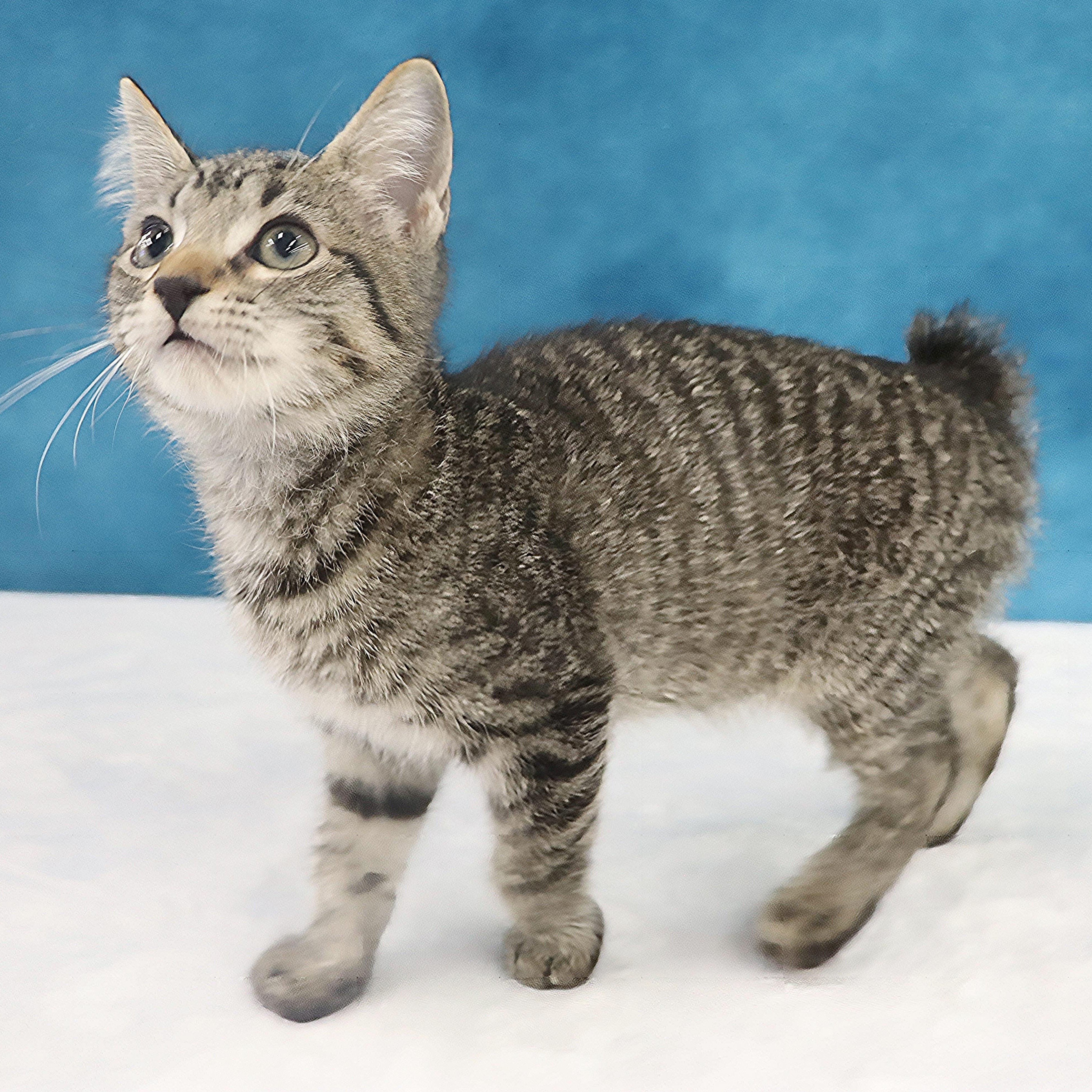 Enlarge Casey - Adorable Manx Baby, a Adopted mixed breed in League City, TX image 2/6