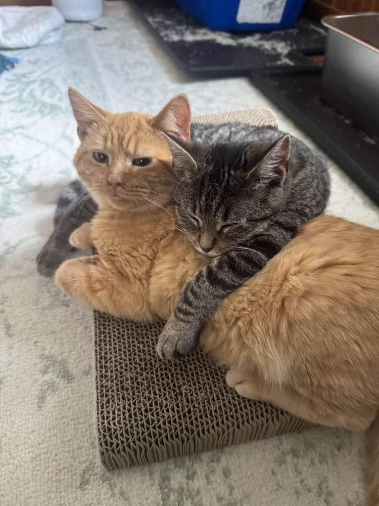 Enlarge Banh mi, a Adoptable Domestic Medium Hair in Topeka, KS image 1/4