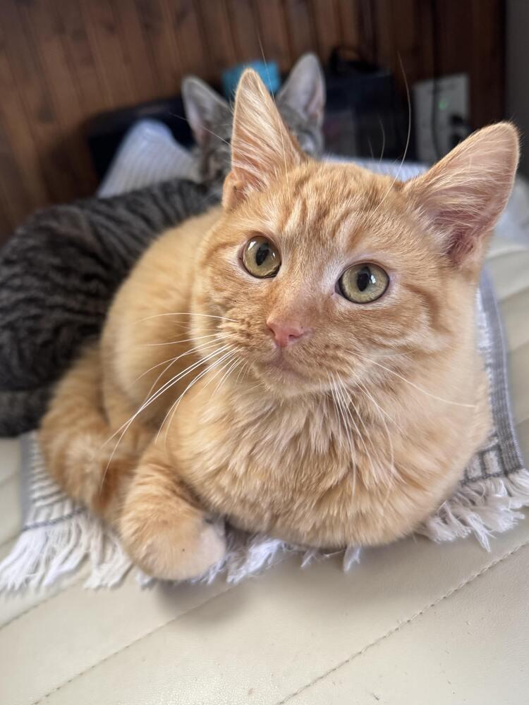 Enlarge Banh mi, a Adoptable Domestic Medium Hair in Topeka, KS image 2/4