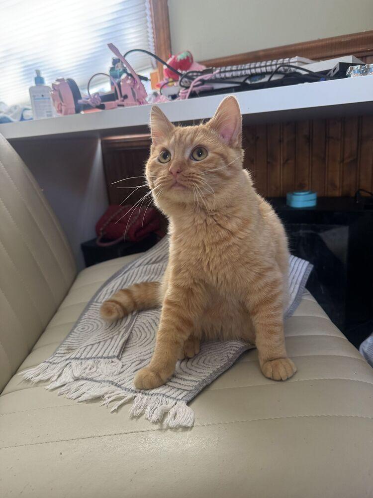 Enlarge Banh mi, a Adoptable Domestic Medium Hair in Topeka, KS image 4/4