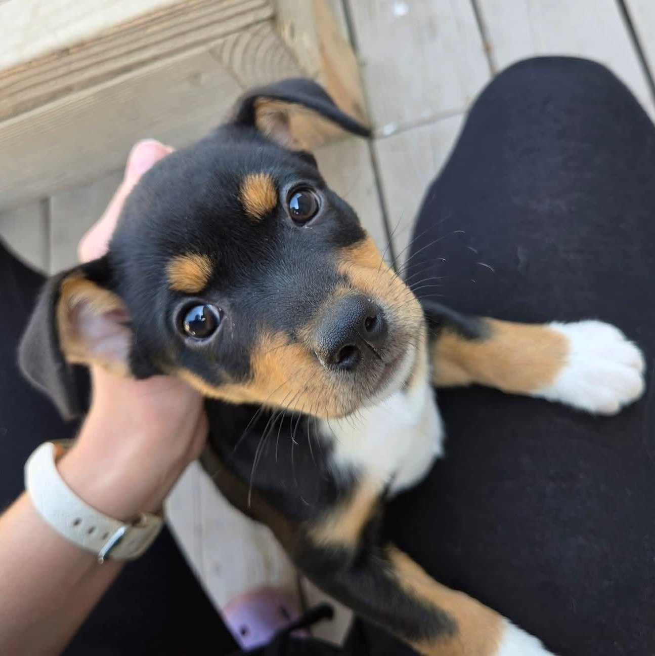 Enlarge Juno- Overwatch Support Squad, a Adoptable mixed breed in Kentwood, MI image 4/6