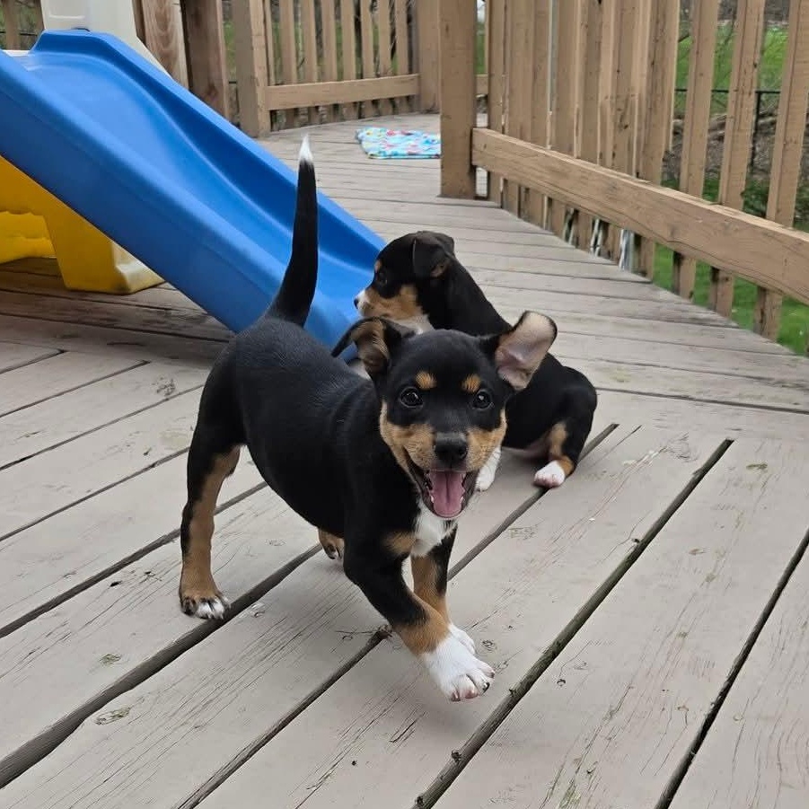 Enlarge Juno- Overwatch Support Squad, a Adoptable mixed breed in Kentwood, MI image 6/6