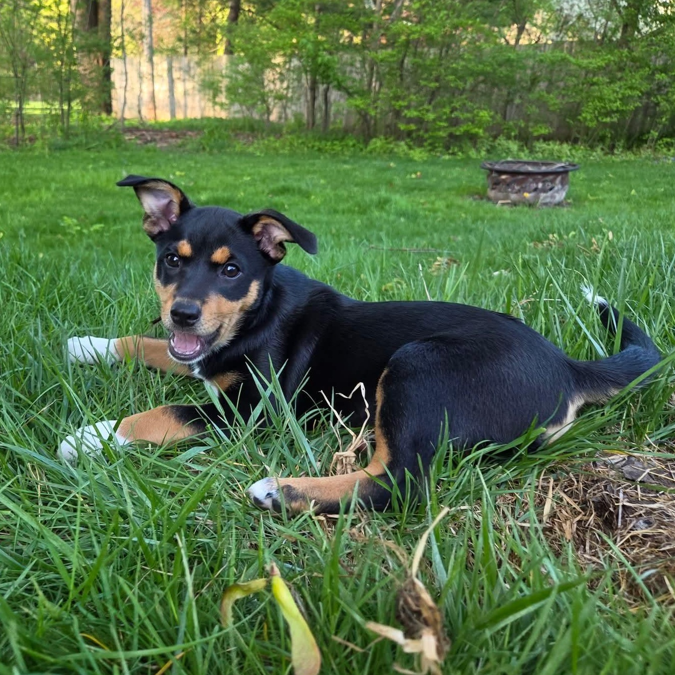 Juno- Overwatch Support Squad, Adoptable, Puppy Female Australian Shepherd & Terrier.