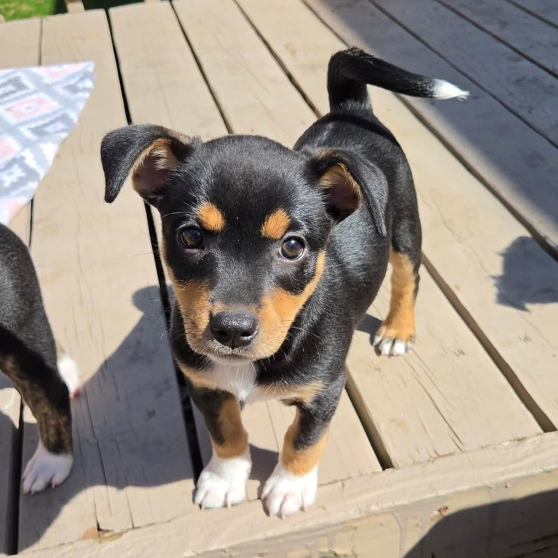 Juno- Overwatch Support Squad, Adoptable, Puppy Female Australian Shepherd.